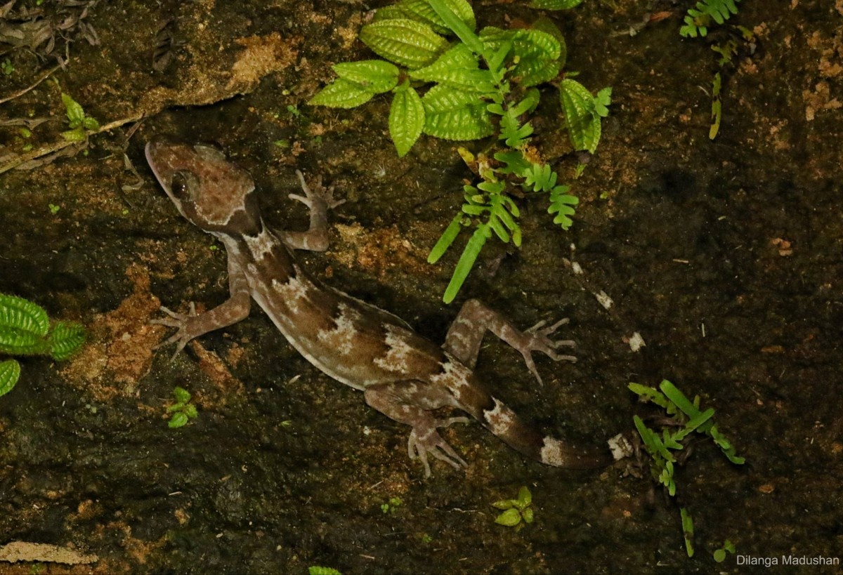 Cyrtodactylus cracens Batuwita & Bahir, 2005